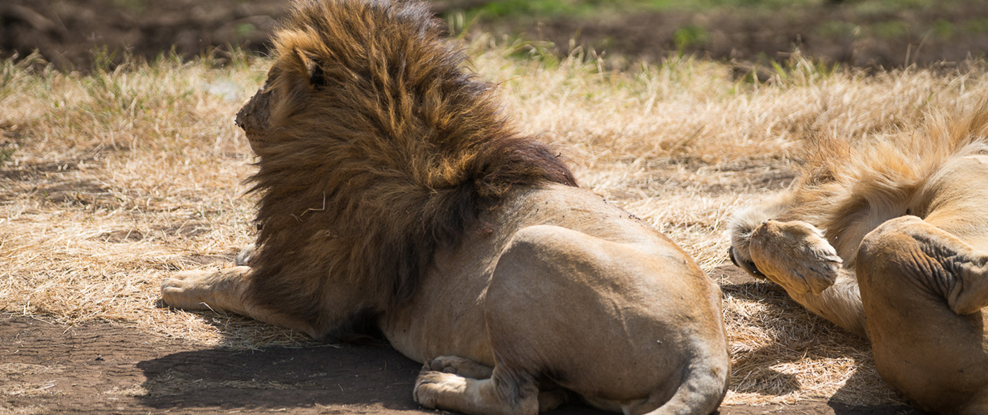 3 Days Tanzania Fly-in Safari